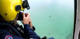 While shark attacks are rare in WA, be familiar with a few tips to reduce the risk of encountering sharks.