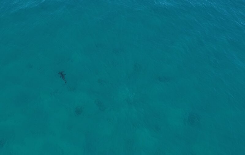 Hammerhead shark_Brighton My Beach