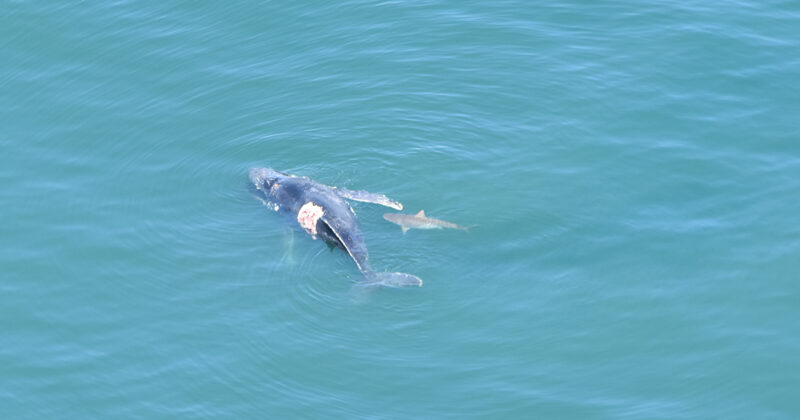 201008_FB_PeppermintGrove_Carcass2 My Beach